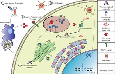 Pre-clinical Mouse Models of Neurodegenerative Lysosomal Storage Diseases